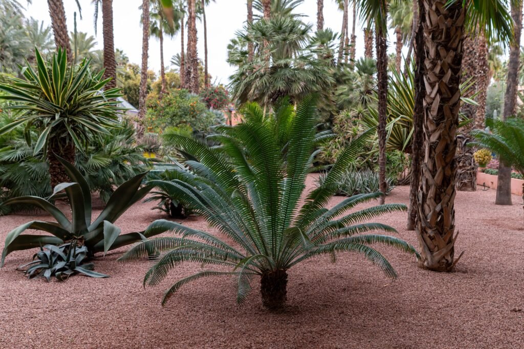 palm-trees-and-ferns-thrive-in-a-tranquil-setting-2025-03-13-01-54-56-utc-min