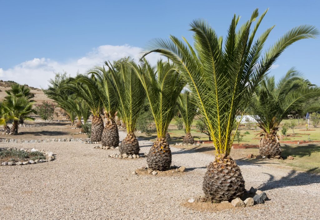 palmtrees-in-a-row-2025-03-11-23-50-49-utc-min